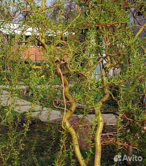 Ива извилистая, кудрявая