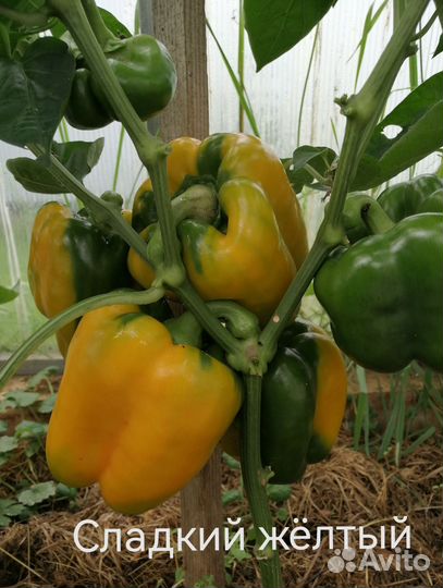 Семена перца сладкого
