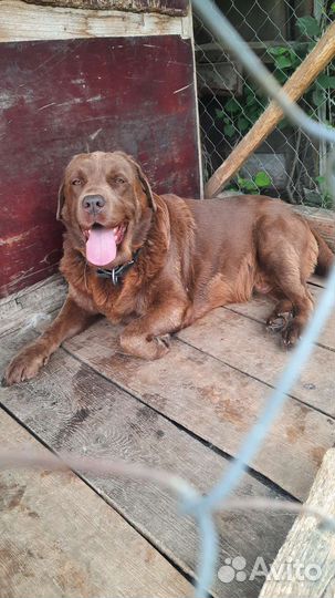 Шоколадный лабрадор