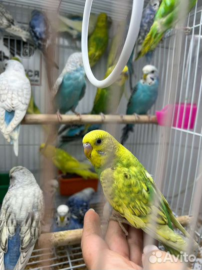 Волнистый попугай от заводчика Ручные