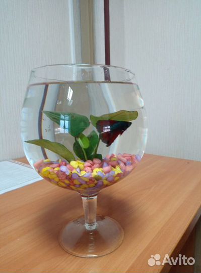 Передержка