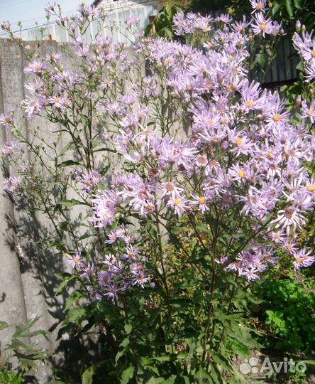 Полынь Божье дерево Годжи китайская Астра татарска