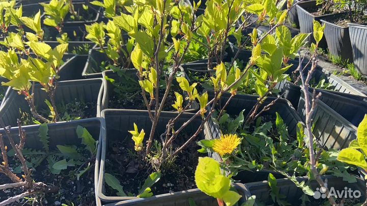 Лимонник китайский