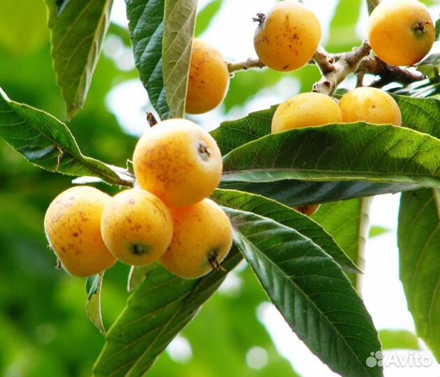 Мушмула японская (саженцы)