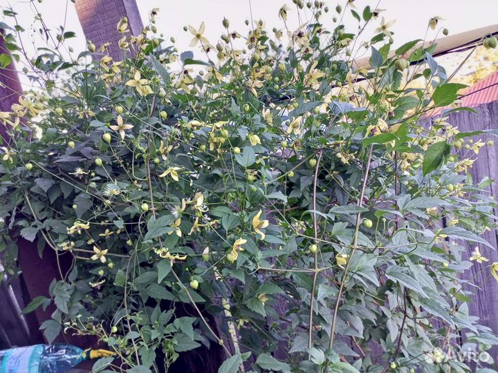 Клематис тангутский