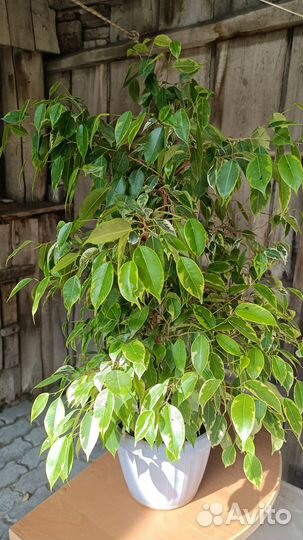 Фикус Бенжамина