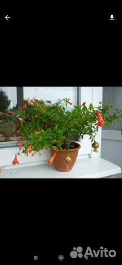 Гранат Цветущий. Сорт Salmon