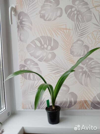 Гименокаллис Карибский