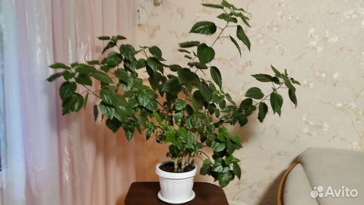 Роза китайская