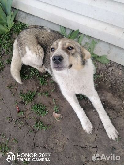 Собака щенок подросток Джуля