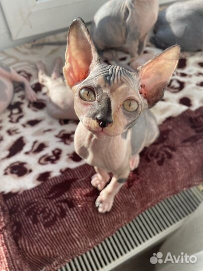 Канадский сфинкс