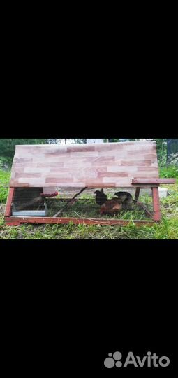 Куры несушки ломан браун