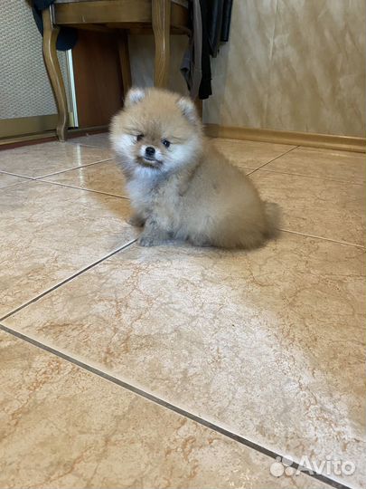 Мини мальчик померанского шпица