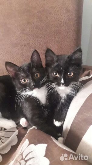 Кошка в дар бесплатно