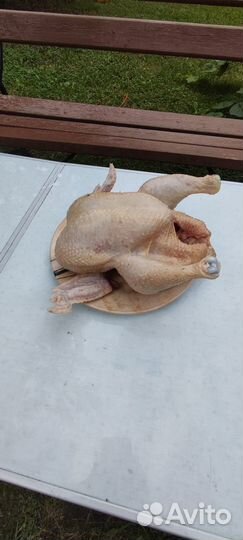 Мясо деревенских кур бройлеров