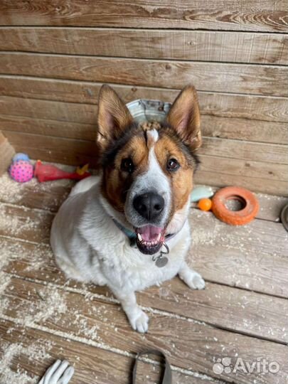 Ласковая девочка