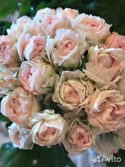 Пеларгония ю царская невеста