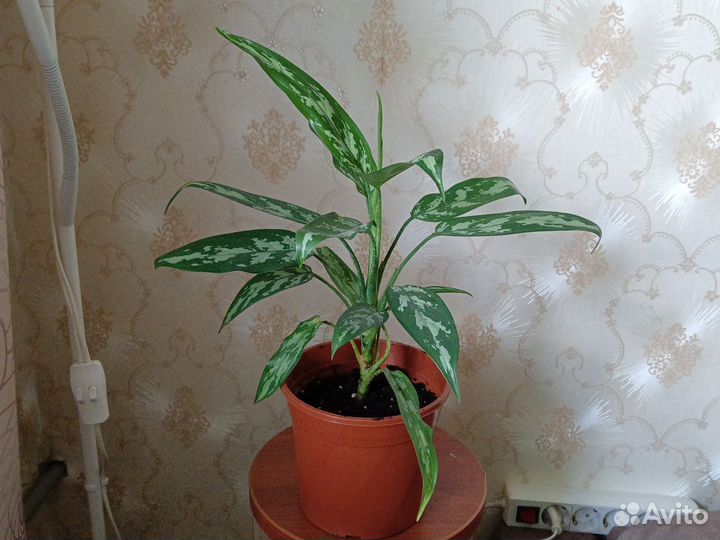 Аглаонема мария