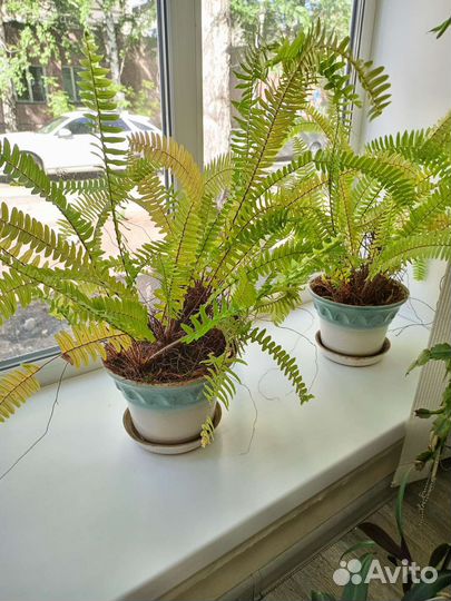 Папоротник комнатный