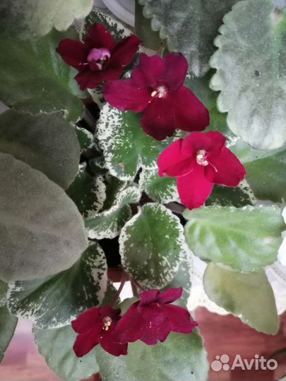 Листики фиалок