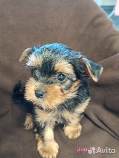 Продажа щенков