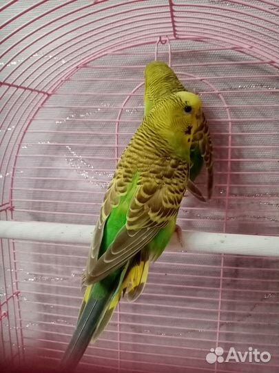 Самочки попугая получехи