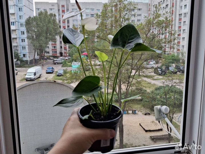 Антуриум белый цветущий