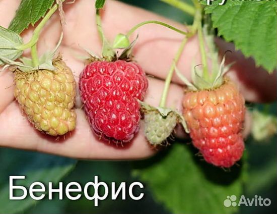 Дерево малина