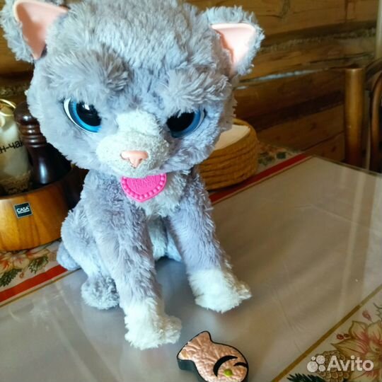 Котик Бутси