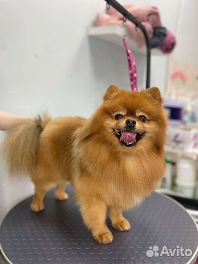 Грумер стрижка собак с выездом на дом