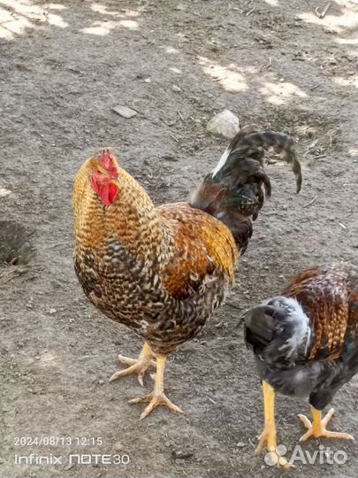 Молодые петухи
