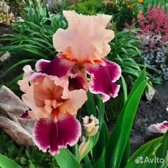 Ирисы бородатые