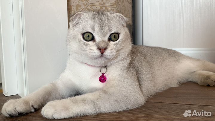 Шотландский кот на вязку