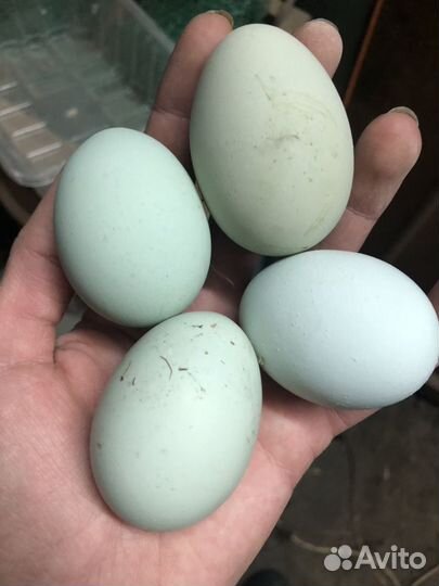 Инкубационное Яйцо Ухейилюй