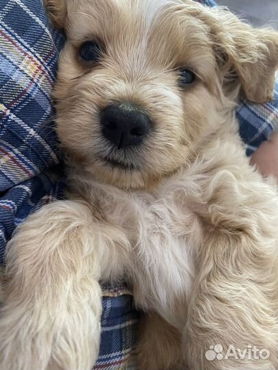 Щенки спаниеля