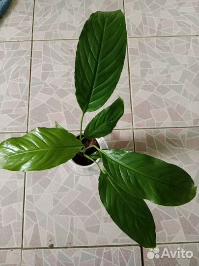 Спатифиллум