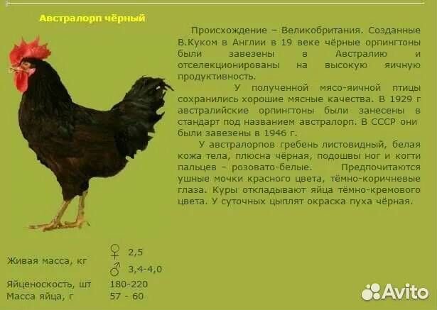 Яйцо инкубационное