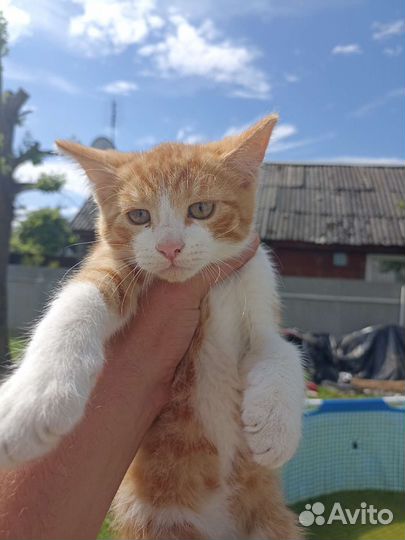 Котики бесплатно