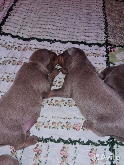 Той-терьер щенки мини