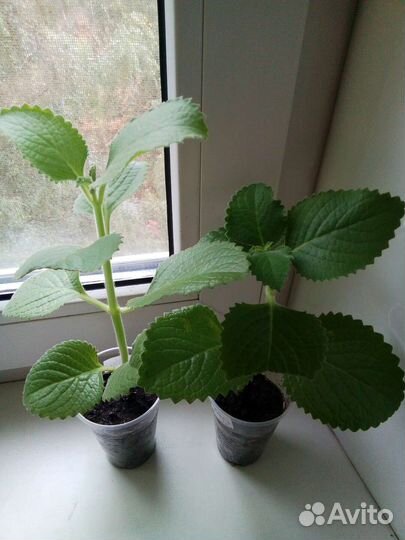 Алоэ,Опунция,Плекрантус