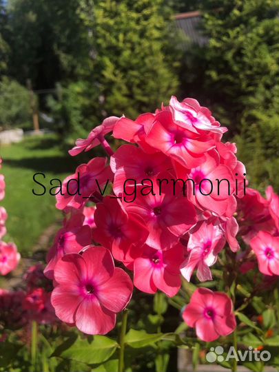 Саженцы Флоксов, каприфоль, гравилат