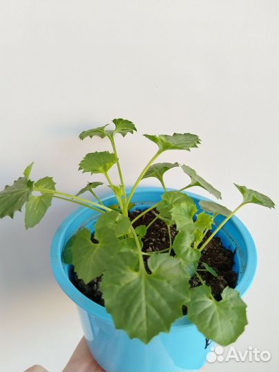 Продам цветы комнатные