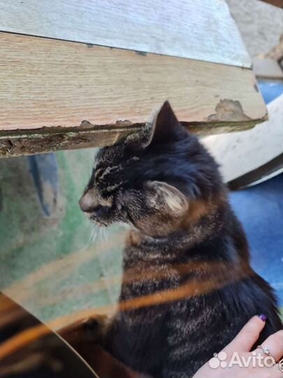 Кошка в дар