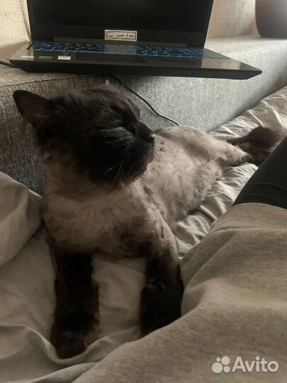 Кот очень ласковый в добрые руки