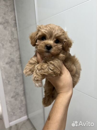 Мальтипу ф1 micro Korea ирис Меллер Baby Face