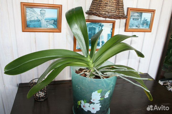 Орхидея фаленопсис