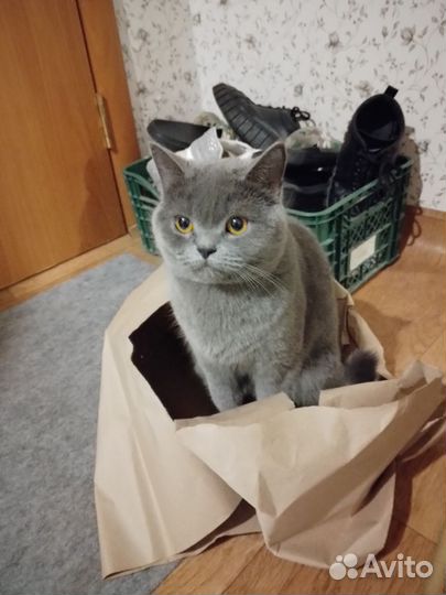 Кошка британка