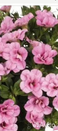 Петуния Калибрахоа Лобелия Колеус