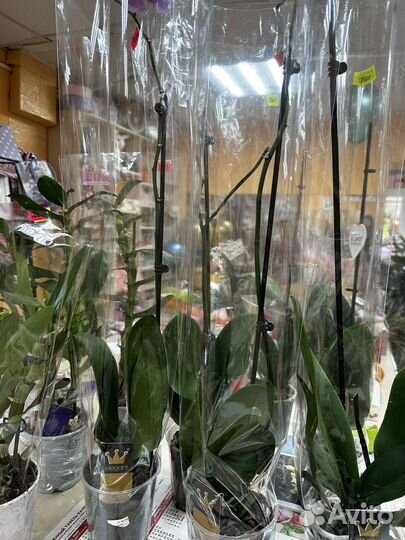 Орхидея фаленопсис