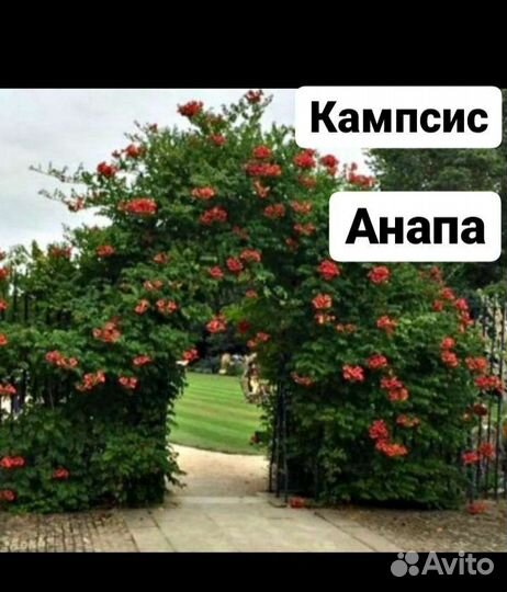 Кампсис лиана саженц